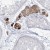 Immunohistochemistry-Paraffin: ZNF843 Antibody [NBP1-93468] Immunohistochemical staining of human testis shows strong cytoplasmic positivity in Leydig cells.